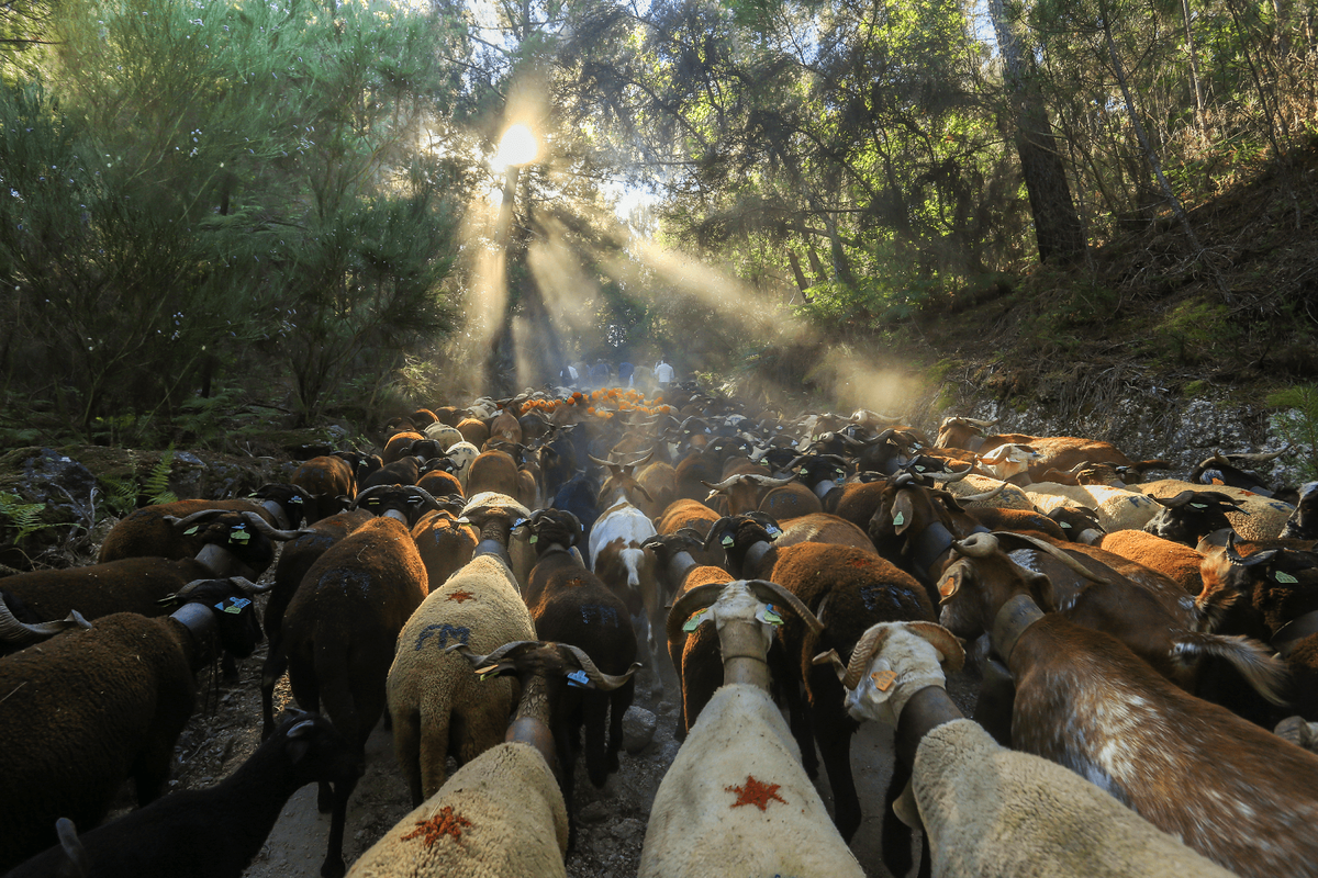 Festa da Transumância e dos Pastores