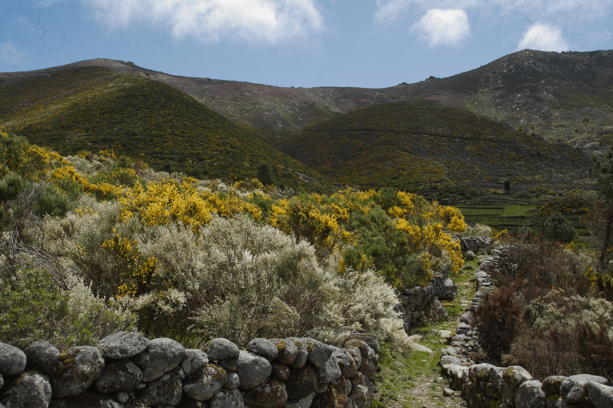 Alvoco da Serra - canadas