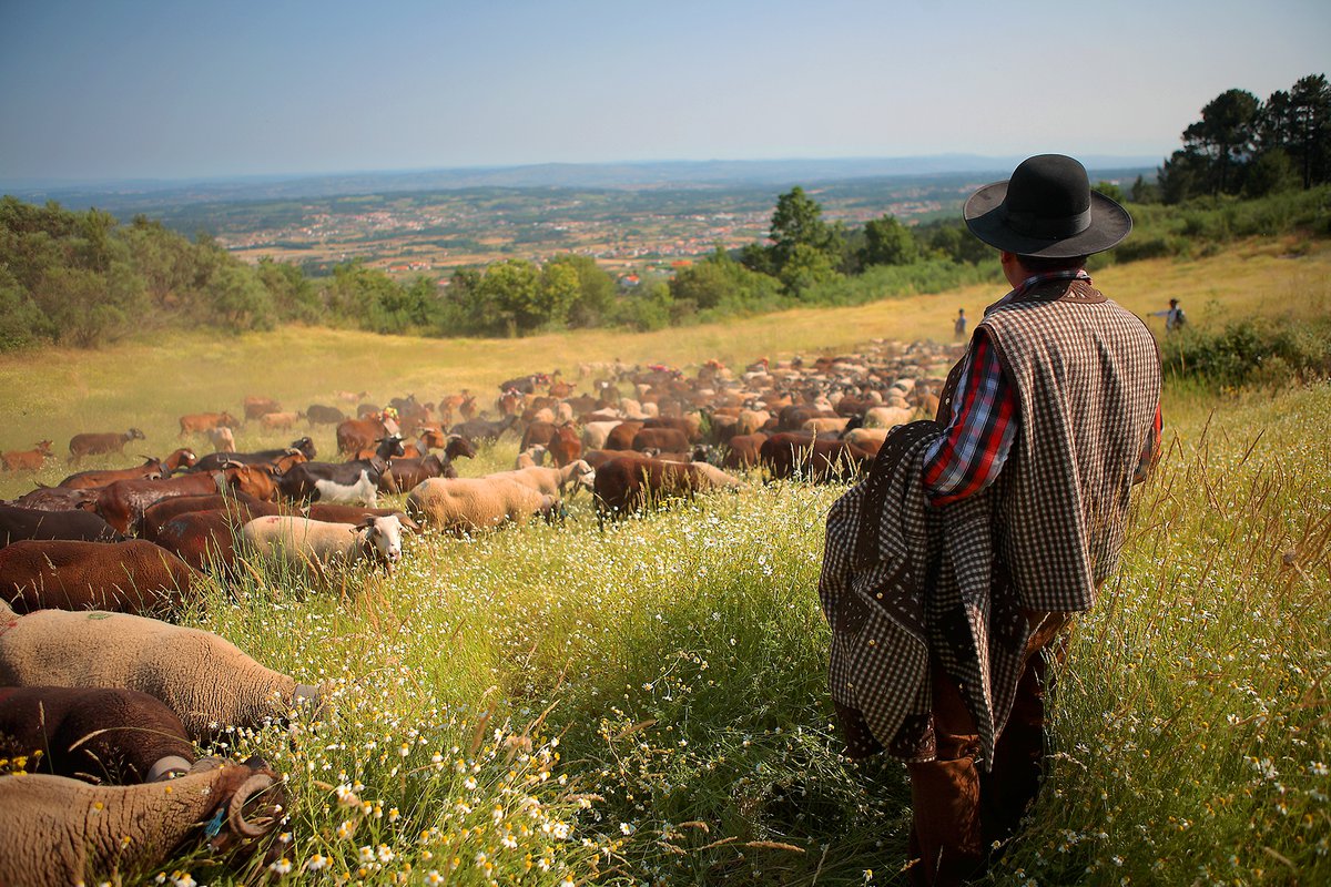 Shepherd and cattle