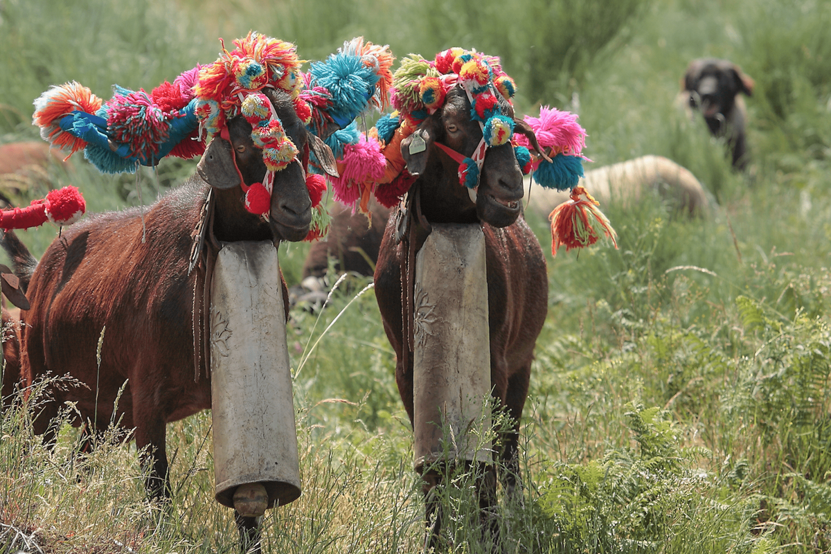 Feast of Transhumance and Shepherds