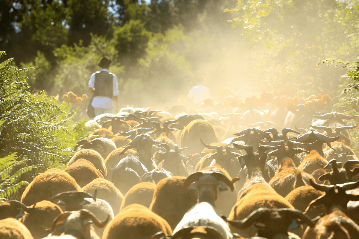 Festa da Transumância e dos Pastores